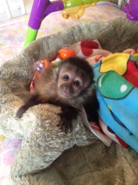 2 Adorable Capuchin monkeys for adoption