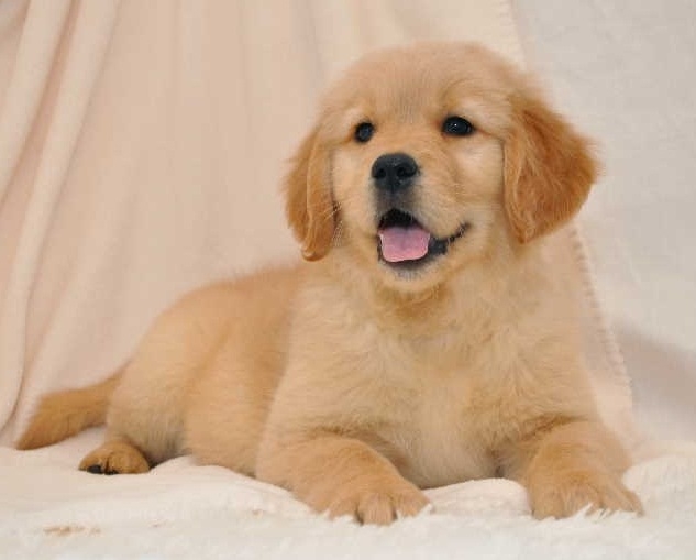 Ready Now M/F Golden Retriever Pups For Rehoming