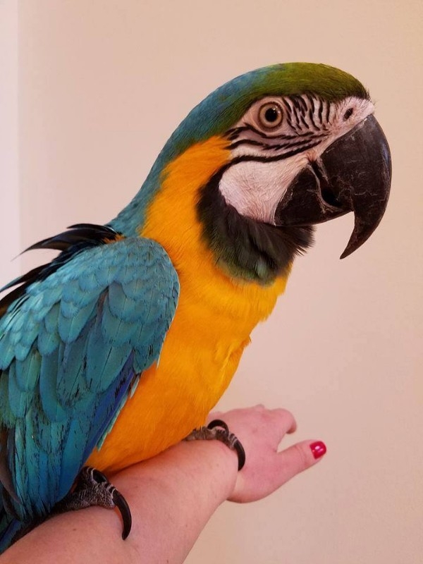Hand Reared Talking Blue &amp; Gold Macaw