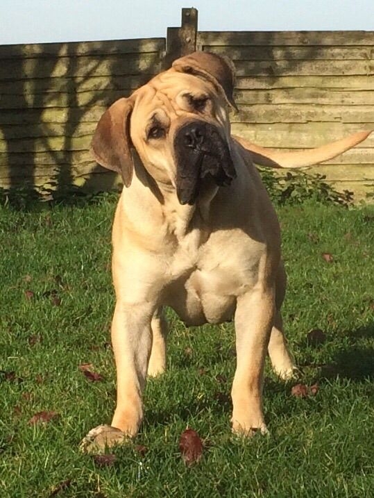 Registered Boerboel puppies Available