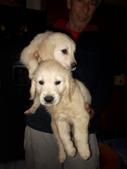 New Jersey Golden Retriever Puppies 702 690 4725 Pets And Animals In New Jersey Clifton