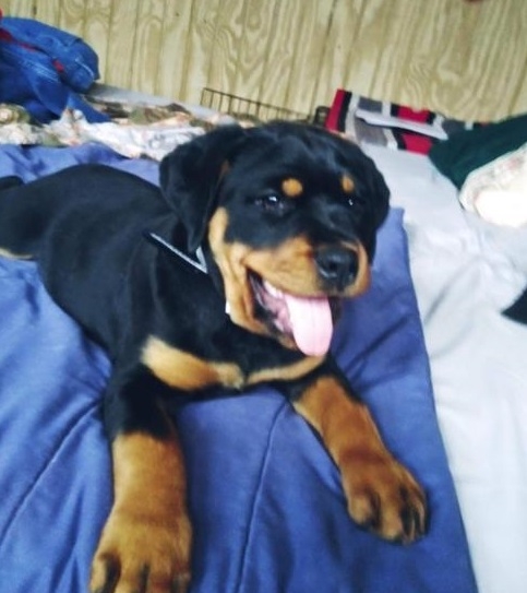 Nice Rottweiler Pups 