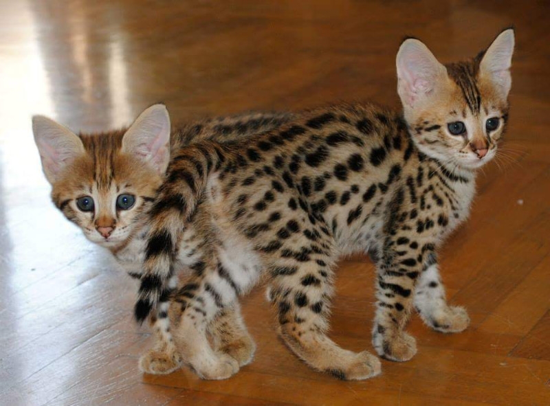 Stunning male and female savannah kittens