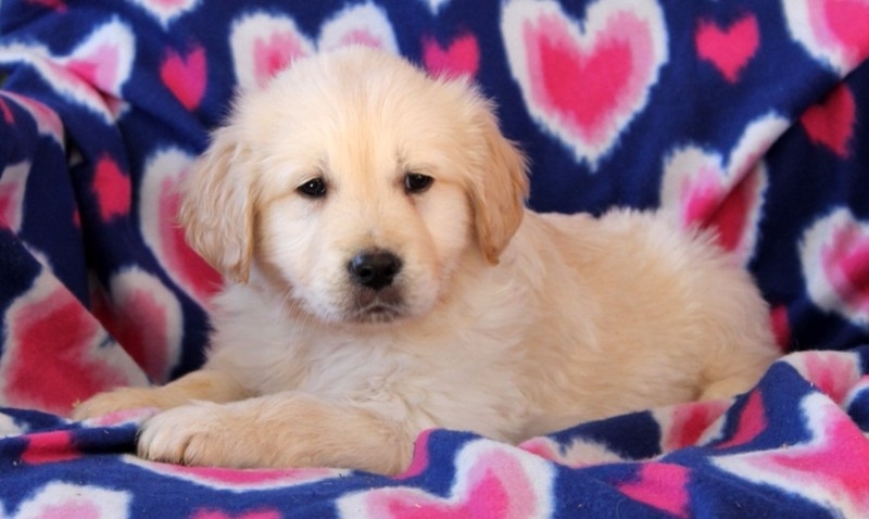 golden-retriever-pup