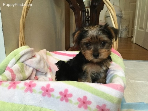  QUALITY French Teacup Yorkie  puppies