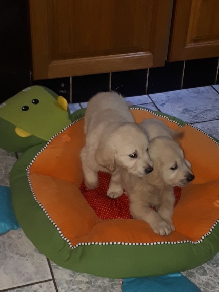 New Jersey Golden Retriever Puppies 702 690 4725 Pets And Animals In New Jersey Clifton