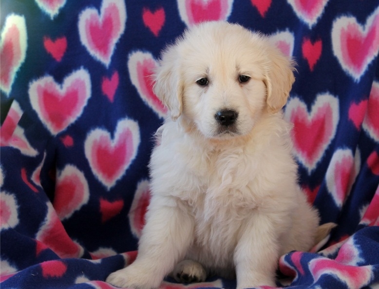 golden-retriever-pup