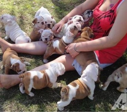 Gorgeous English Bulldog puppies available