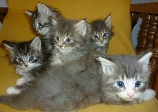 Maine Coon Kittens For Sale 450 Nj - petfinder